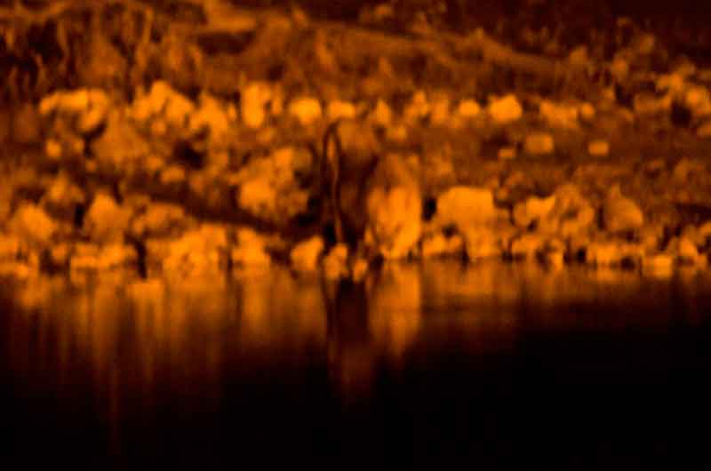 14 - Namibia - leon - imagen nocturna - Okaukuejo - parque nacional de Etosha